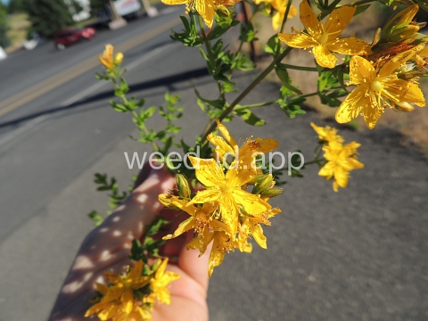 St. Johnswort, common
